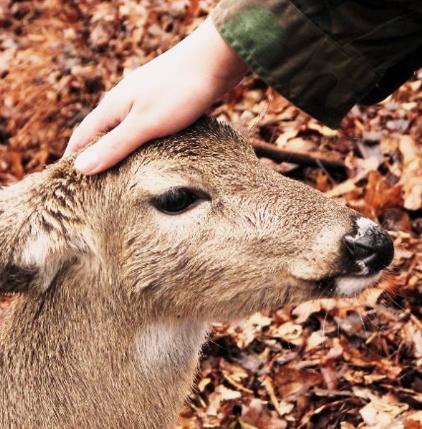 Sensory Experiences in a Deer Valley, Dreznik Grad, HR